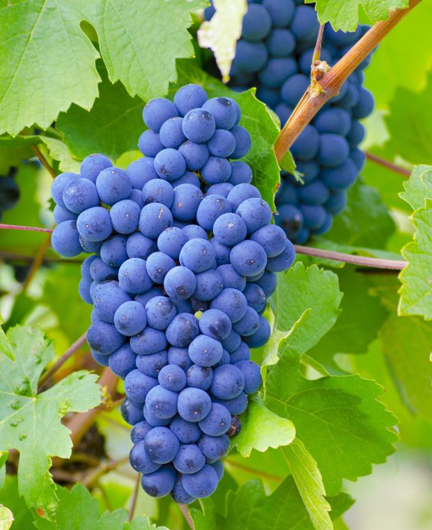 Grape